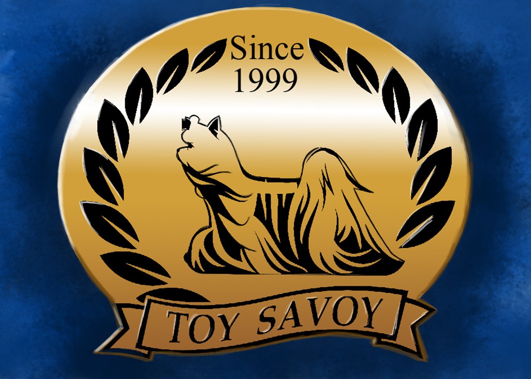 Toy Savoy &mdash; Labaza DogPedigree YorkshireTerrier